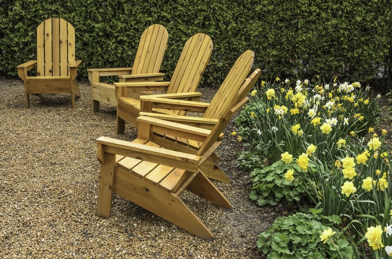 After the rain Five wooden armchairs arranged by daffodils and hedge in garden, spring in northern Illinois After the rain Five wooden armchairs arranged by daffodils and hedge in garden, spring in northern Illinois